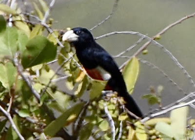 Black-Breasted Barbet, Lybius rolleti