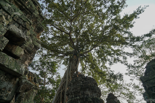 Ta Phrom - Angkor - Cambodge