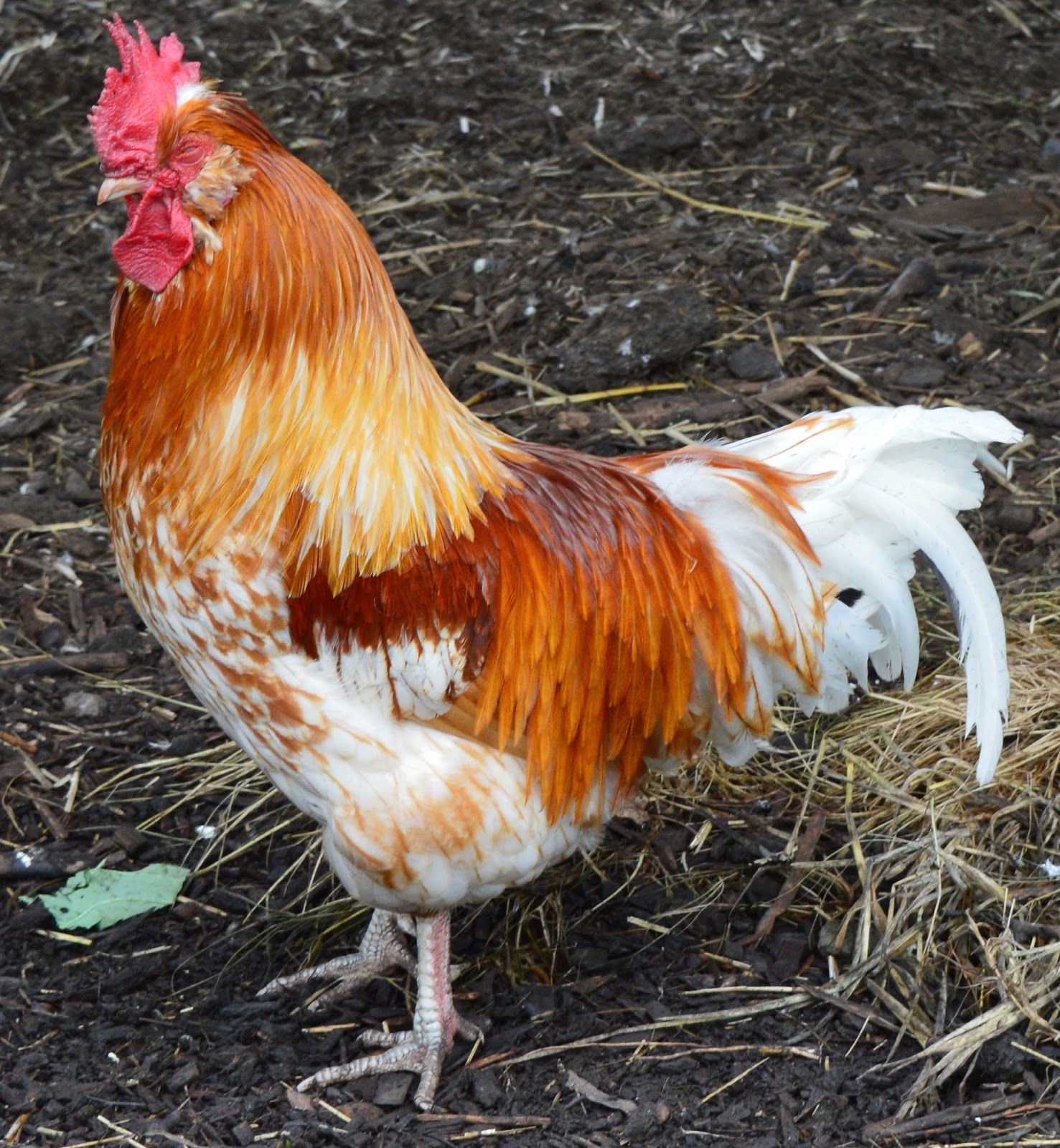 Overnight Stay at South Causey Inn | County Durham - Animals Chicken