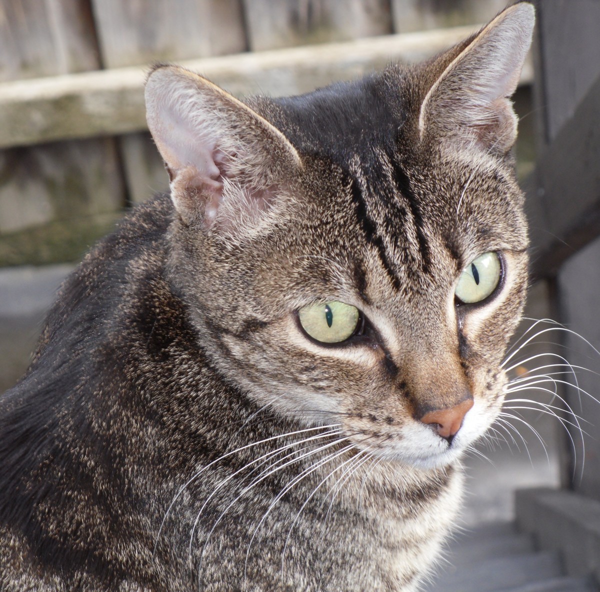 I prefer reading How many beds does one cat need?