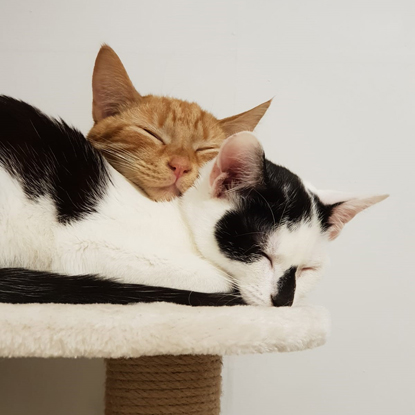 ginger and black-and-white kitten cuddled together ginger and black-and-white kitten cuddled together