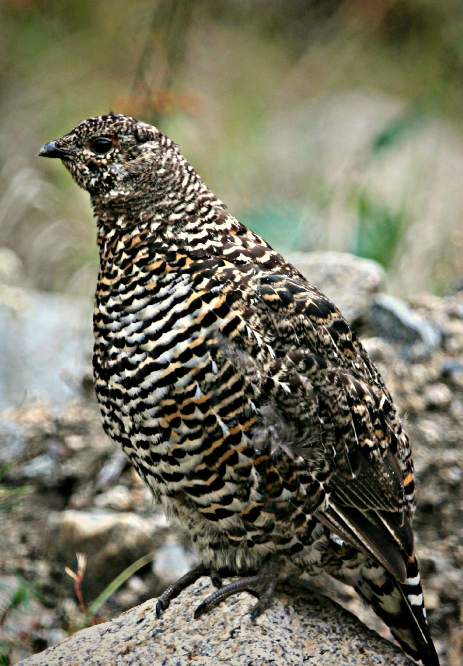 A grouse big day with 44 Grouse of 4 different species!