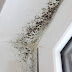 Spray This Oil And You Will Never See Mold Again