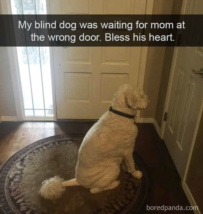 26 Hilariously Adorable Dog Snapchats 26 Hilariously Adorable Dog Snapchats