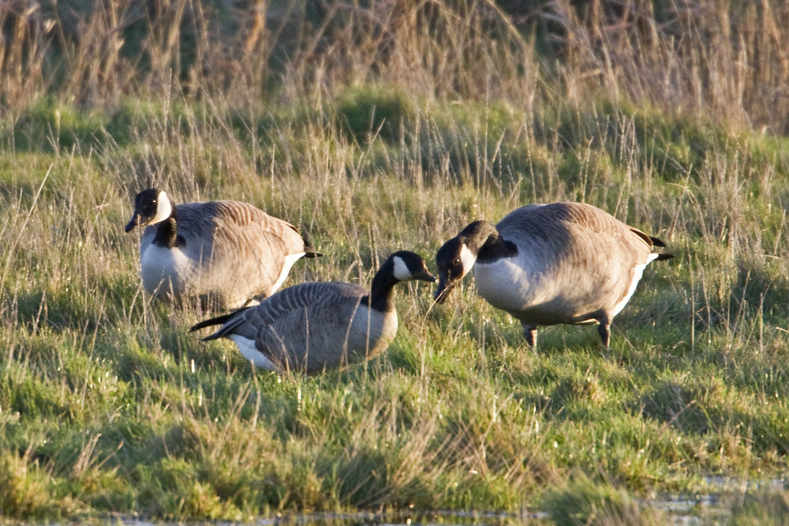 PETER'S PORTFOLIO..............Bird & Wildlife Photography Lesser Canada Goose