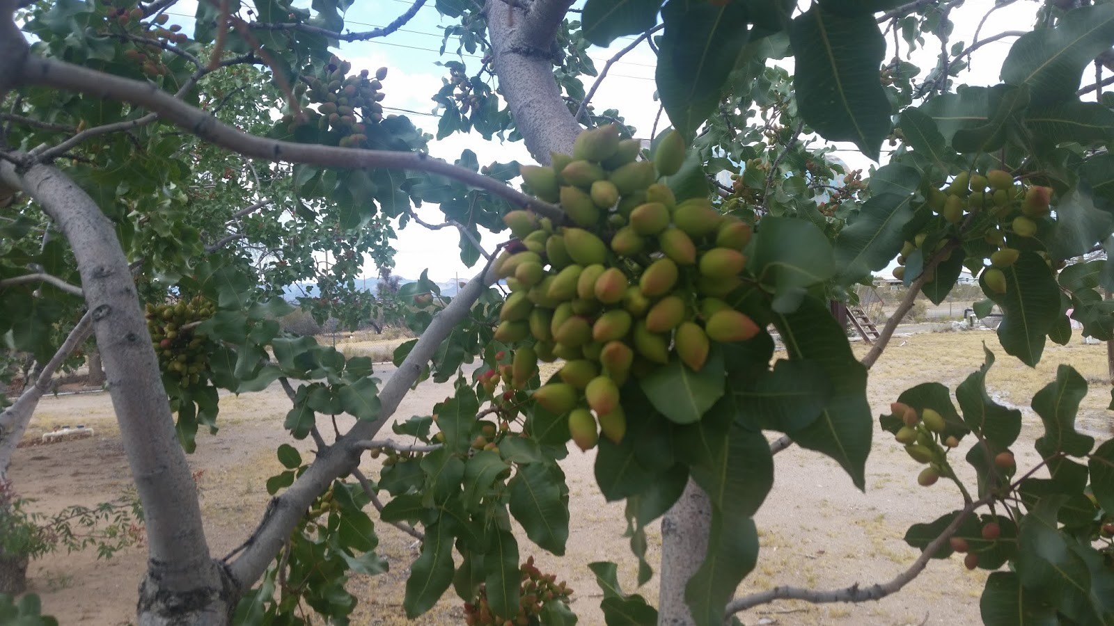 Chambers Realty Group Blog Why is Farming Expanding in Kingman AZ?