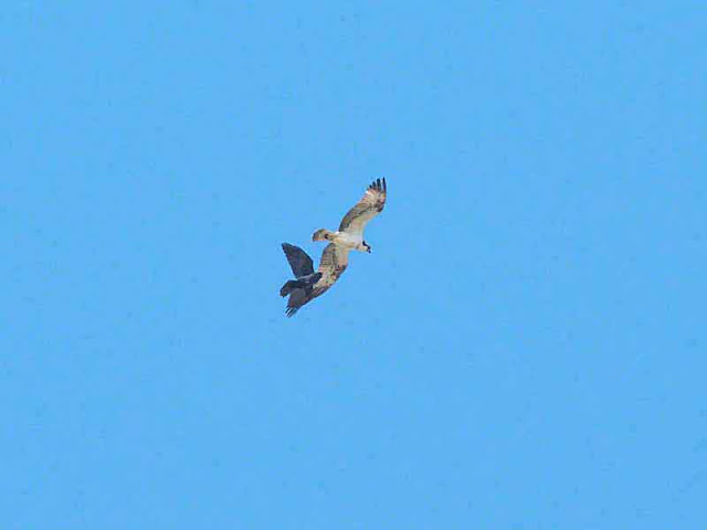 Crow vs Osprey in flight