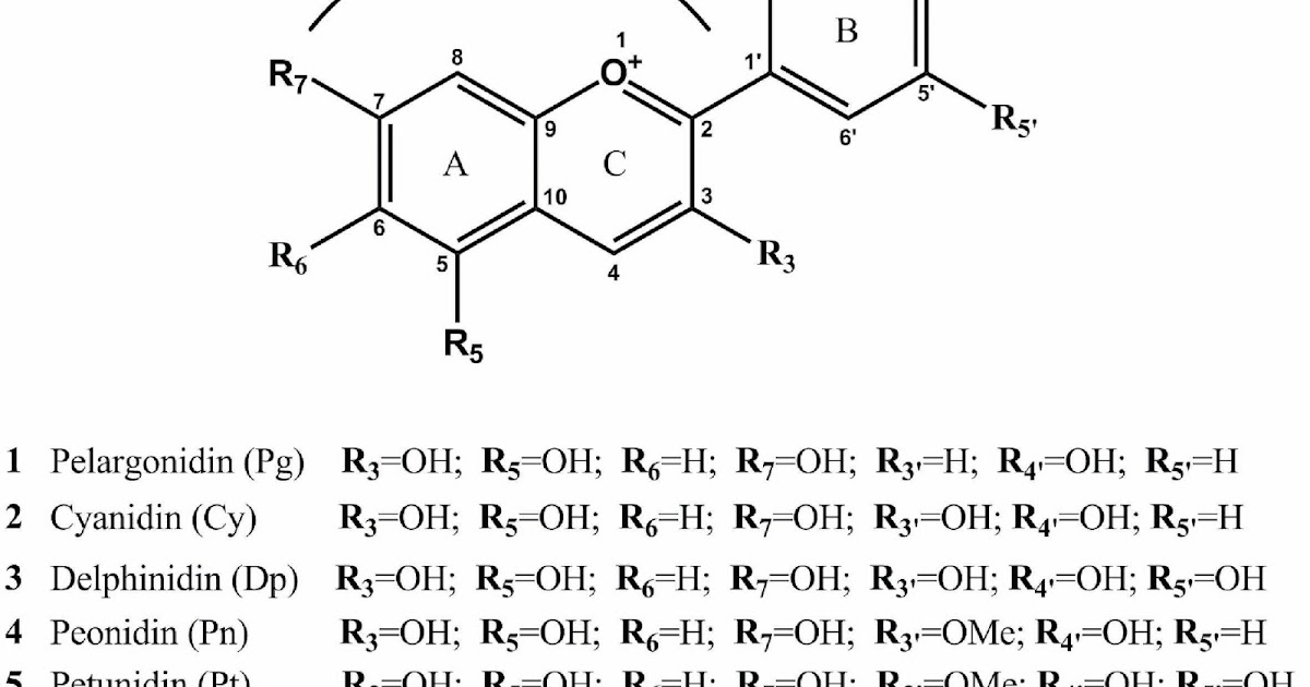 Wine -- Mise en abyme: Anthocyanin content as a source of color in red wine