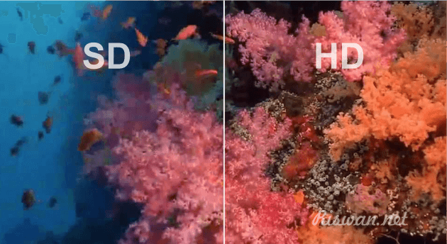 Perbedaan kualitas Video SD dan HD - riswan.net