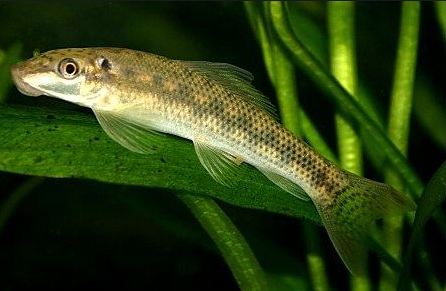 Ikan Hias Pemakan Kotoran Ikan Lain Budidaya Ikan