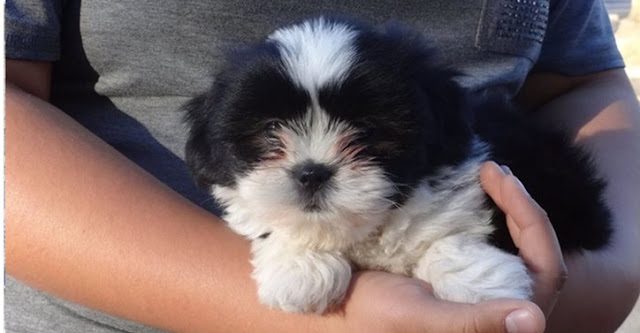 2- Maneiras de demonstrar amor ao seu shih-tzu– Fique com ele