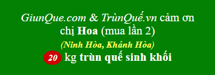 Trùn quế Ninh Hòa