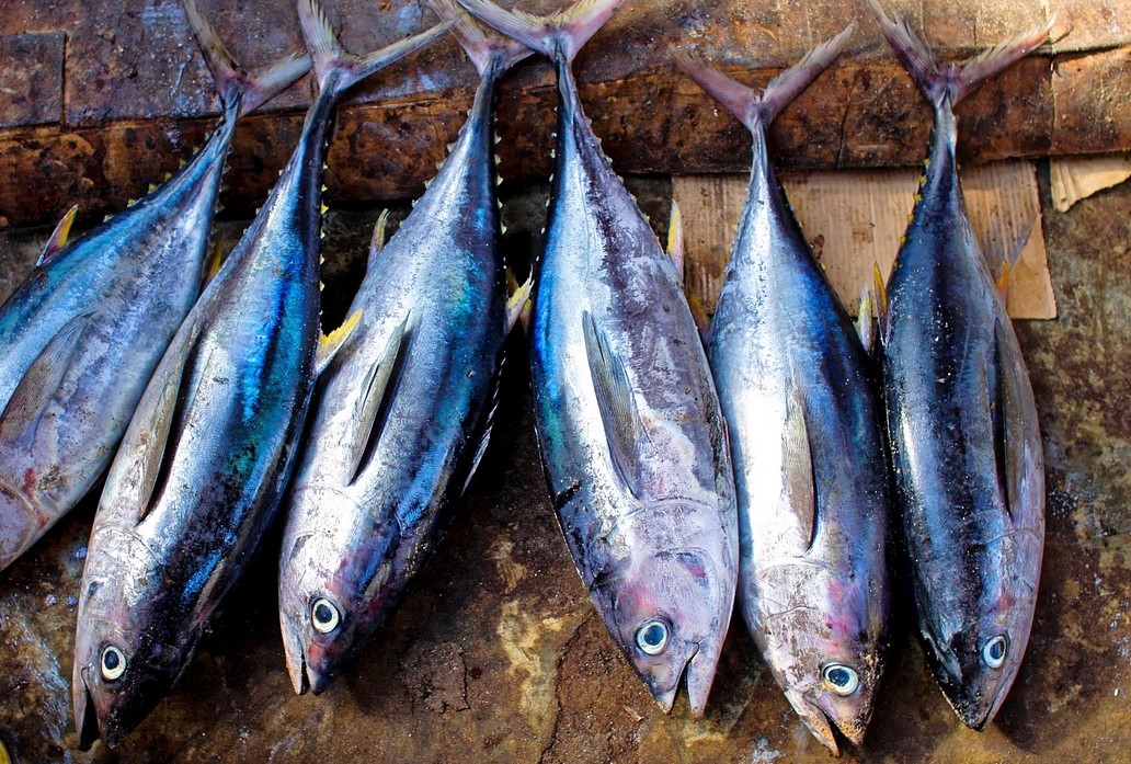 6 Manfaat & Kebaikan Omega 3 pada Ikan Tuna bagi Tubuh ManfaatQ