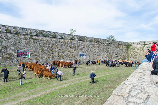 concurso nacional pecuario