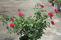 đặc điểm nhận dạng hoa hồng nhung hoa hồng nhung