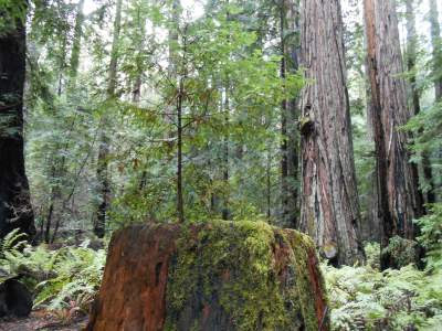 spiritual selfless service, seva, montgomery state park, redwood tree, spiritual nature