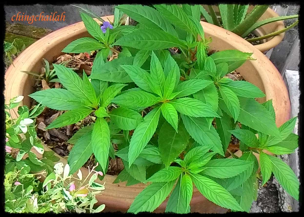10 Low Maintenance Plants For Your Garden