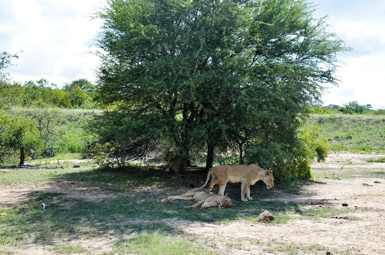 lions in balule