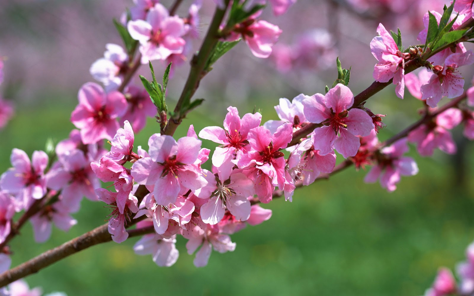 1001 hình ảnh hoa cỏ Mùa Xuân tuyệt đẹp có thơ ngắn hay IINI Blog