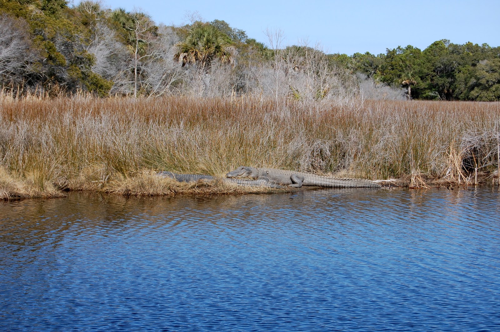 Charleston Charter Caper's Island by Kayak