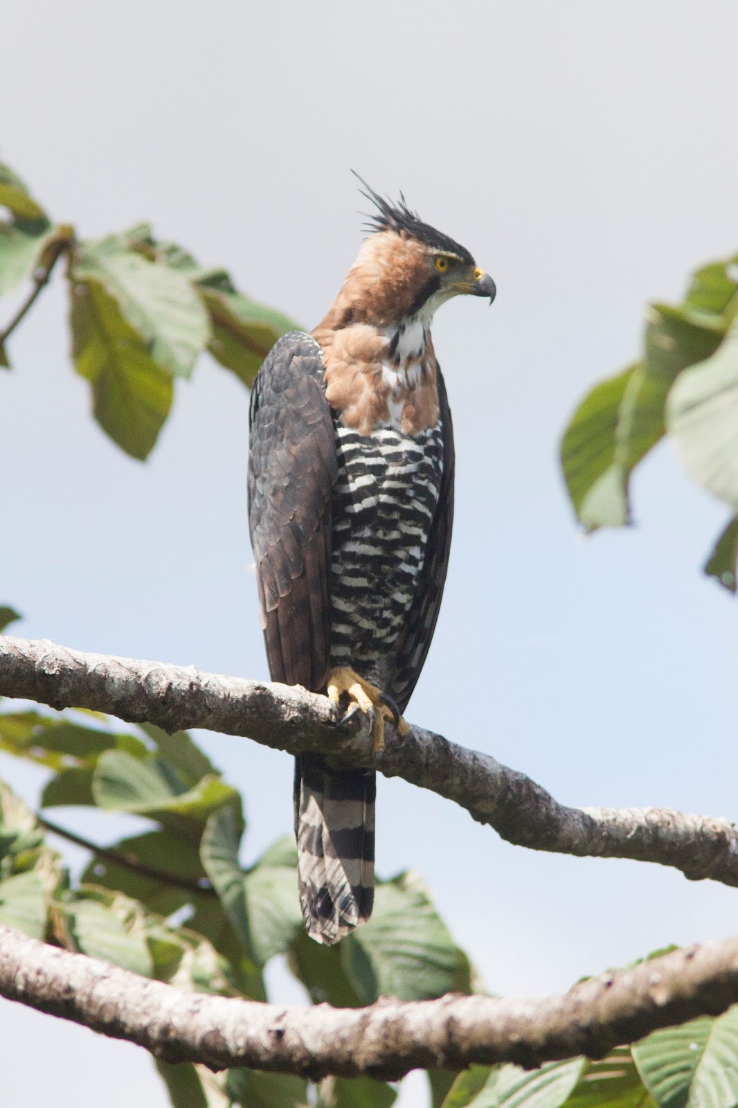 Monkey Business (mostly about birding) Ornate Hawk Eagle, Arenal