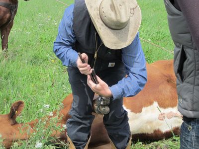 Predator Friendly Ranching : Ranch roping and pasture doctoring