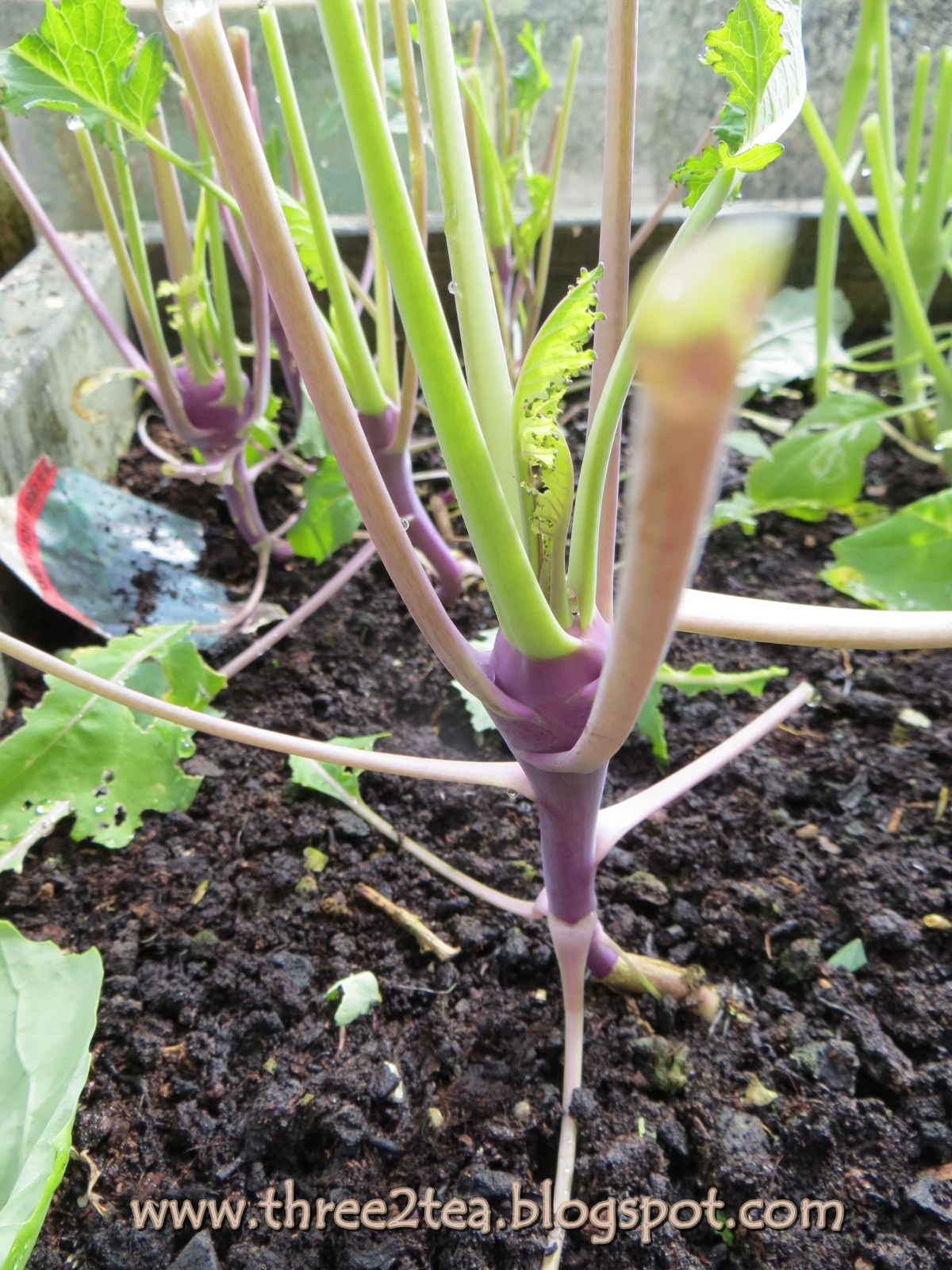 three2tea August 2012