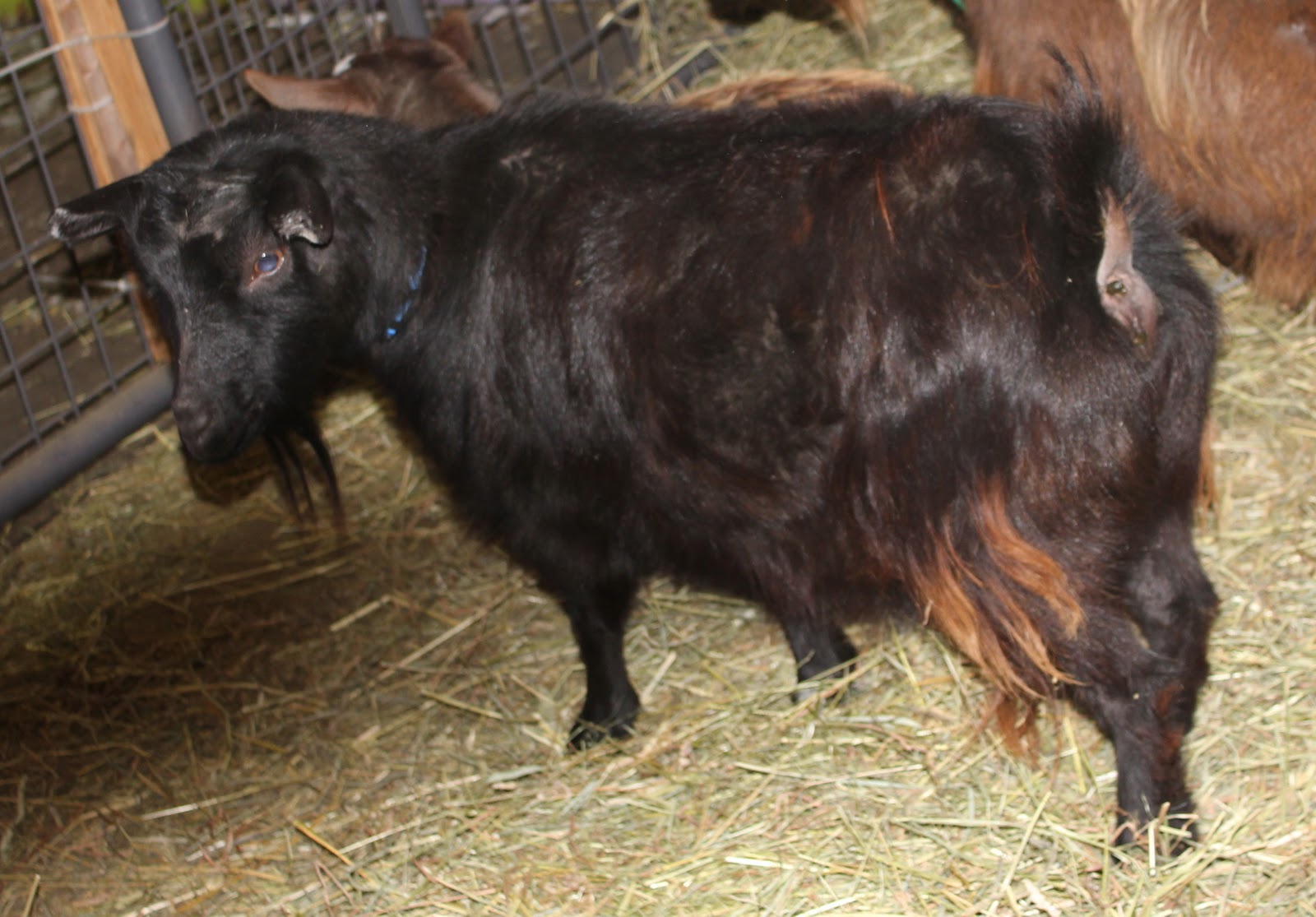 Black Jack Stables That'll teach me...