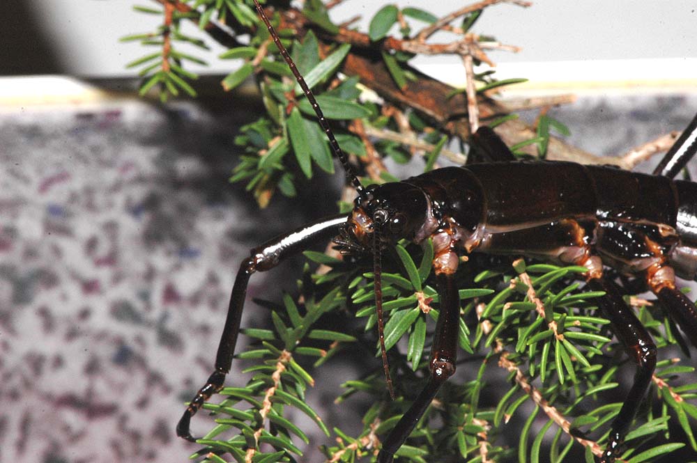 The Nature of Robertson Lord Howe Island Phasmids visit Robertson