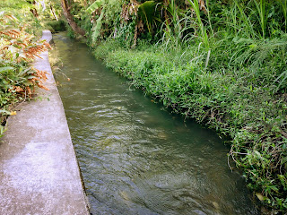Natural And Purity River Water Of The Village At Ringdikit, North Bali, Indonesia