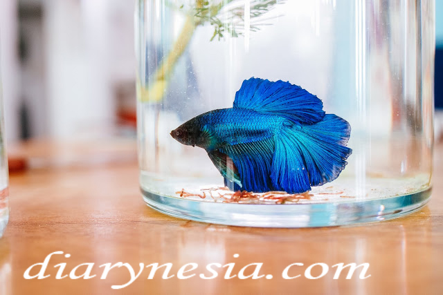 borneo freshwater fish, java freshwater fish, papua fresh water fish, diarynesia