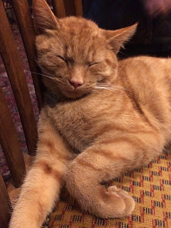 cat, pub cat, Leicester