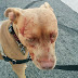 Cat ‘Baby’ Viciously Attacked 7 Pitbulls And Hospitalized Dog Walker