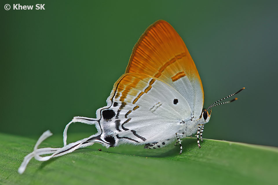 Butterflies of Singapore: Butterfly Photography at Our Local Parks ...