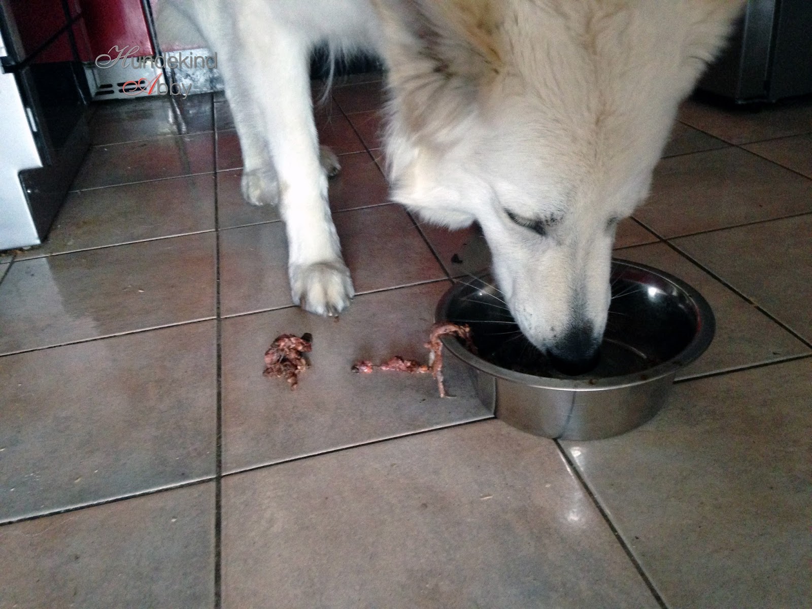 Das könnt ihr tun, wenn euer Hund mäkelt. Familie Hundekind