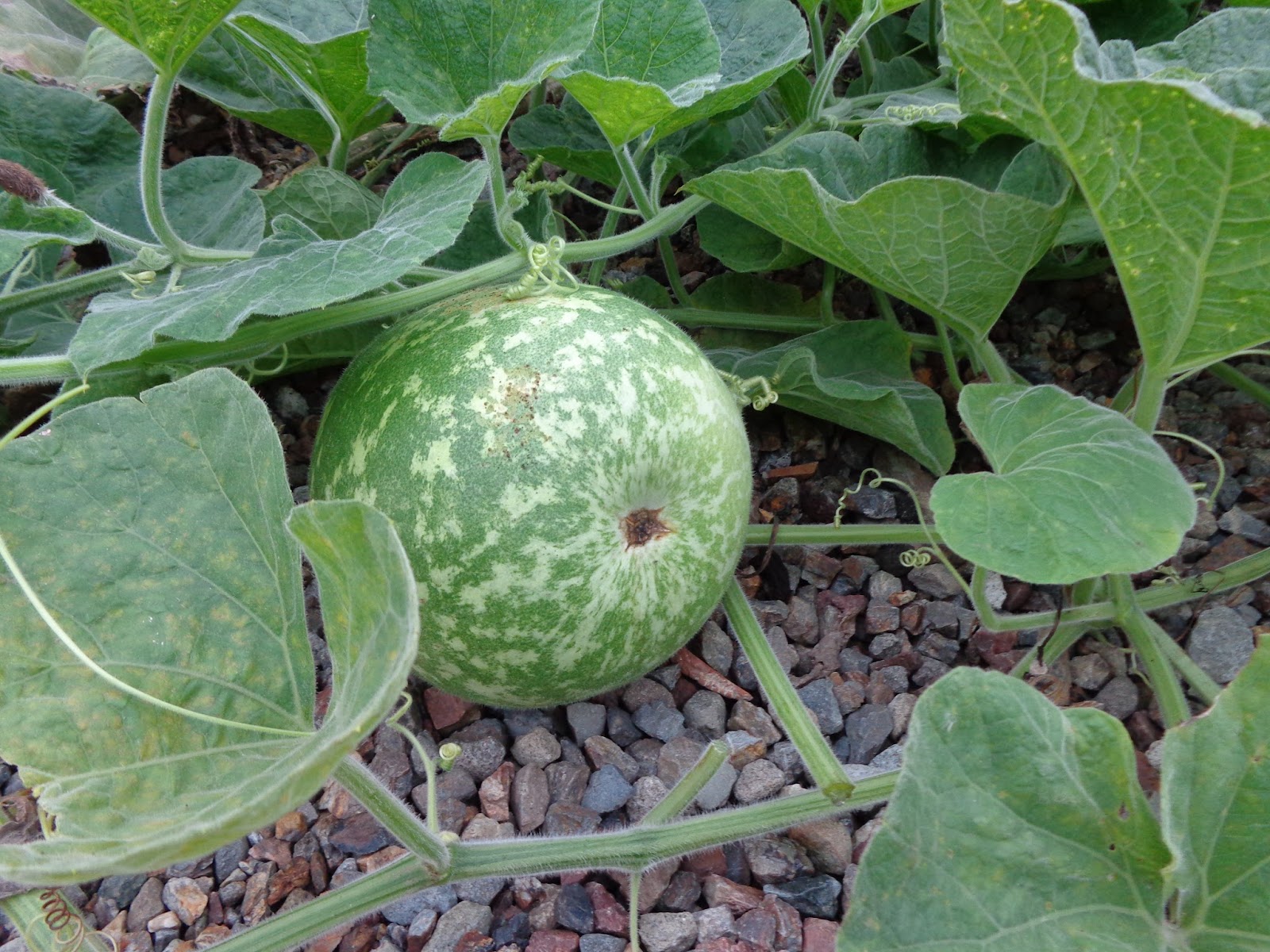 Hero爺 ブログ Growing & Cutting ( Winter melon 5 )