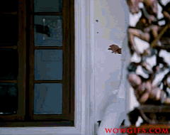 Mahesh-babu-Dookudu-gifs(52).gif