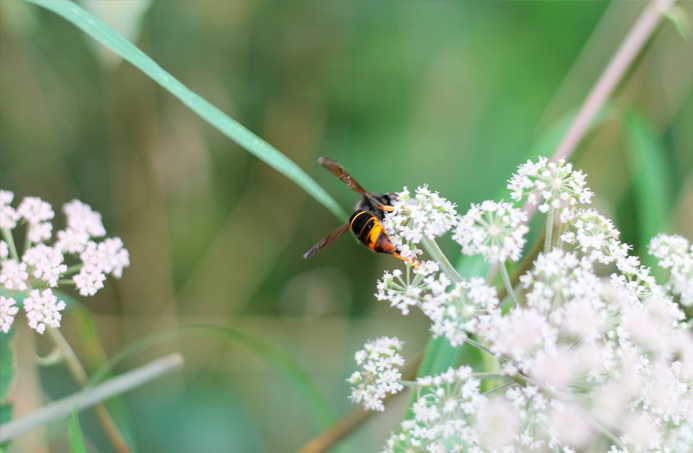album flores fotografía macro