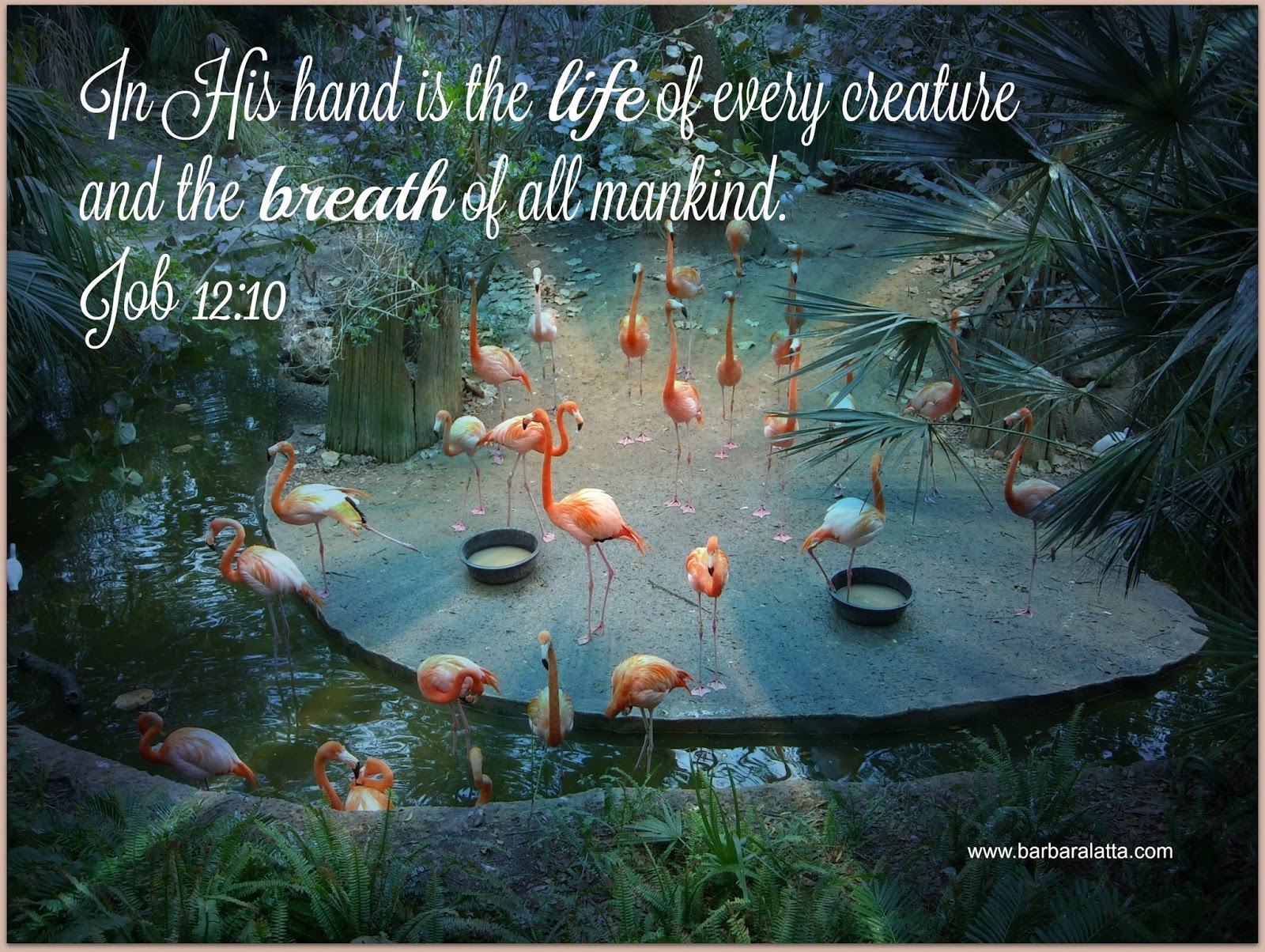 Navigating Life's Curves Creation Declares The Glory of God