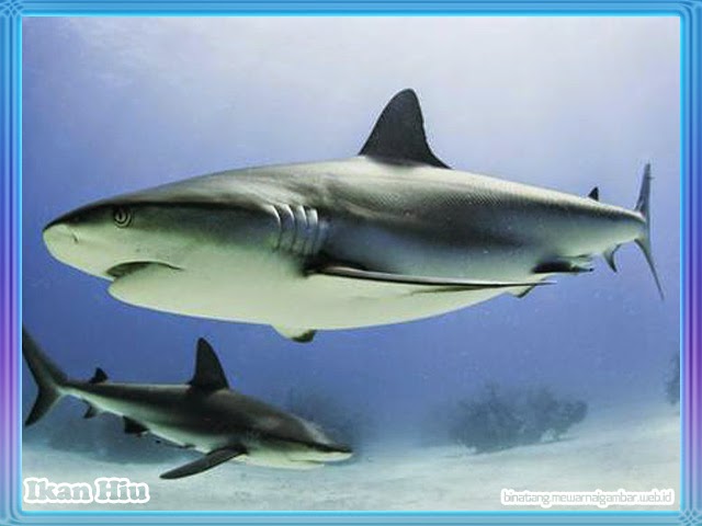 gambar ikan hiu terbesar didunia