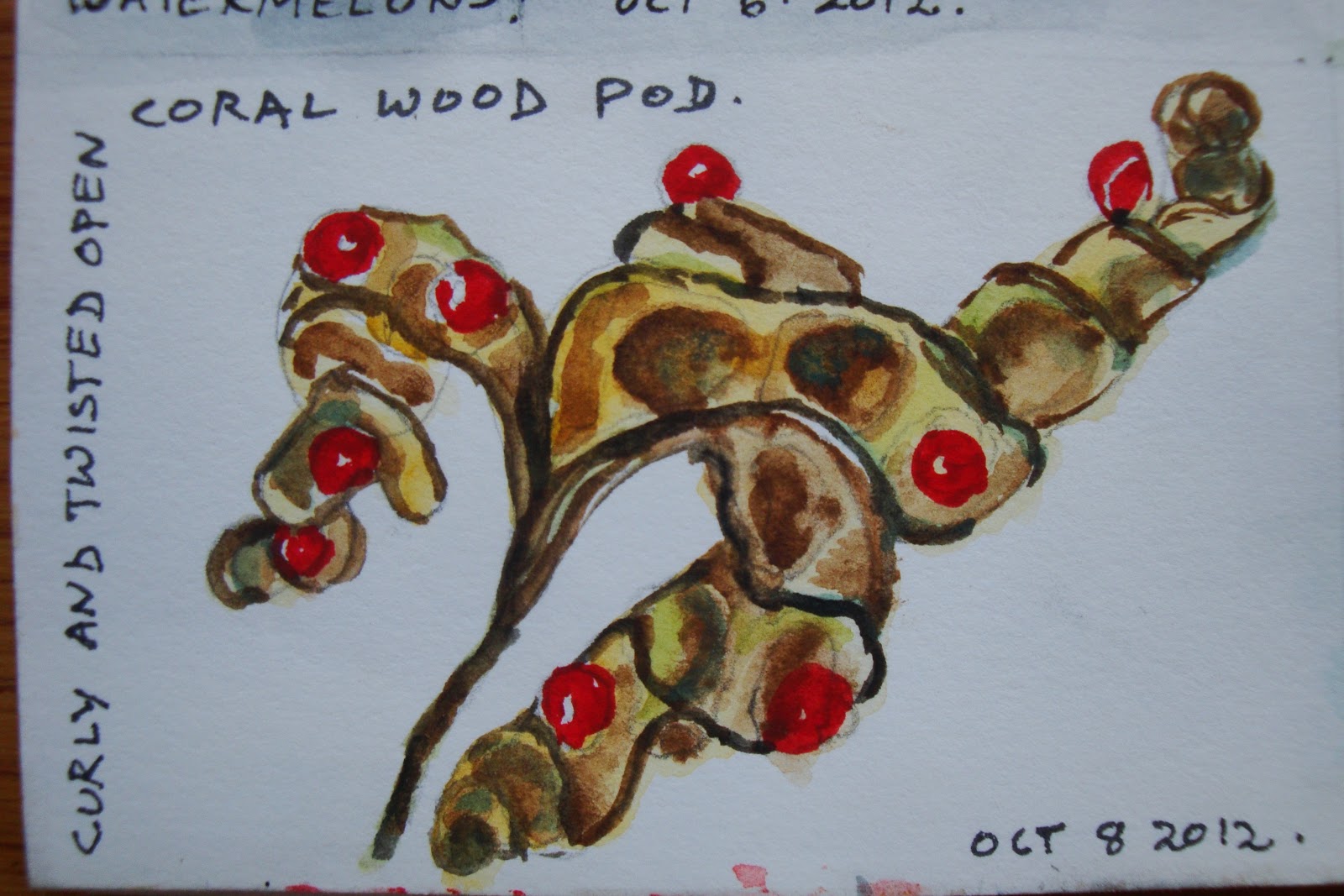 artbymeera: Seeing and Drawing