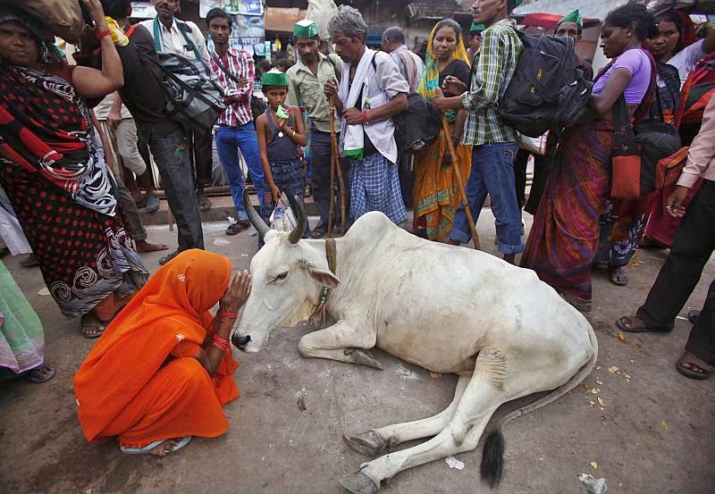 Vedic Guru s Blog Hindus Worship Cows 