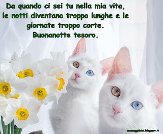 immagini buonanotte dolci Da quando ci sei tu nella mia vita, le notti diventano troppo lunghe e le giornate troppo corte. Buonanotte tesoro.