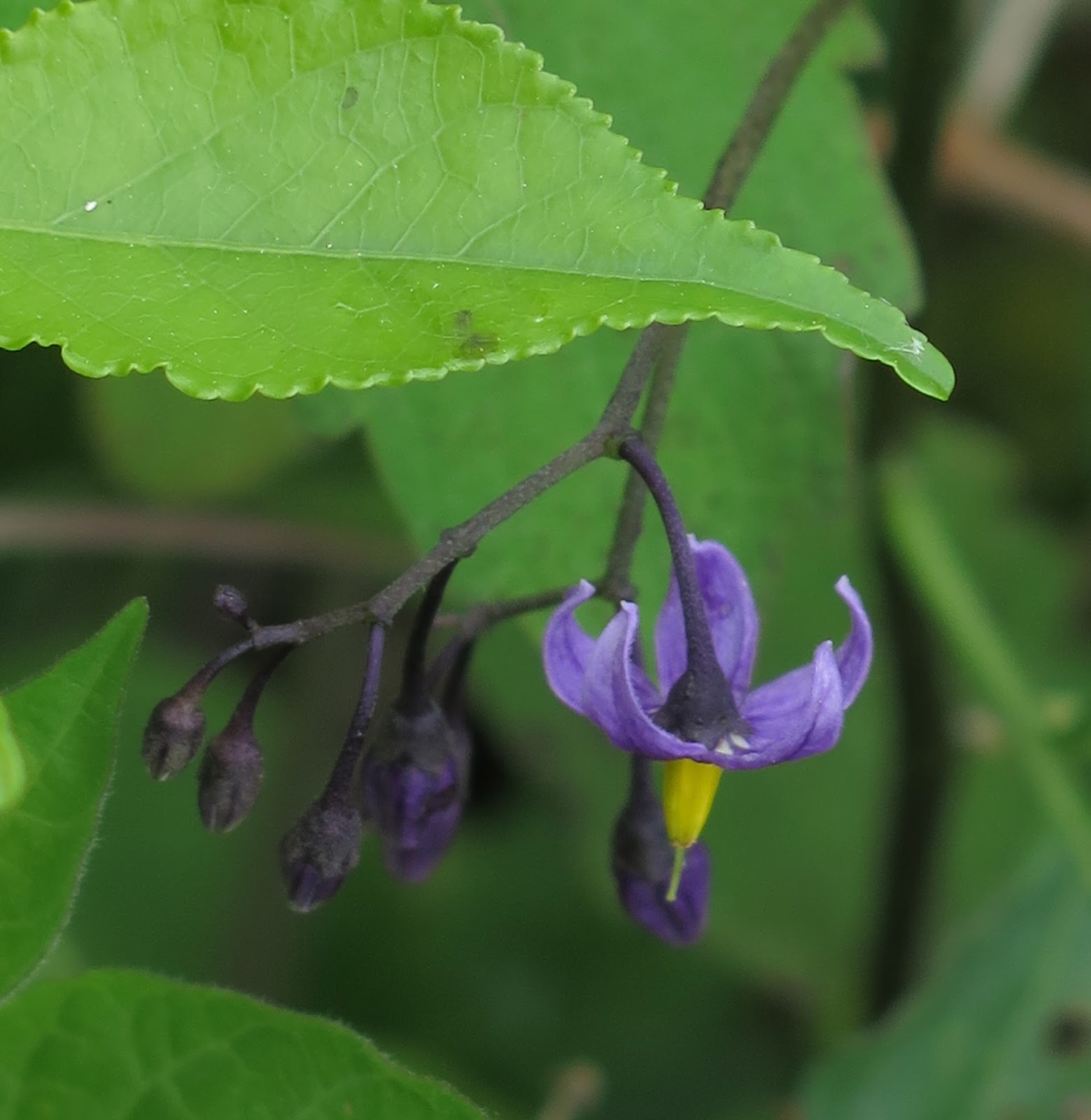 Dummerston Sightings 63 Bittersweet Nightshade