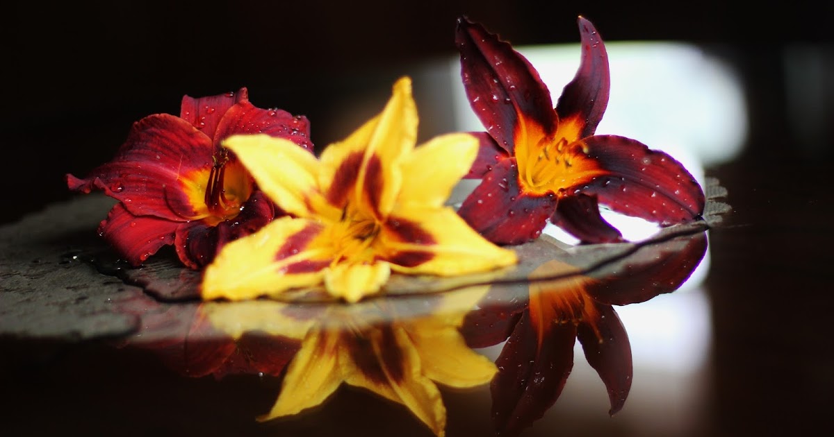 Joy 4 Today I Love Lilies!