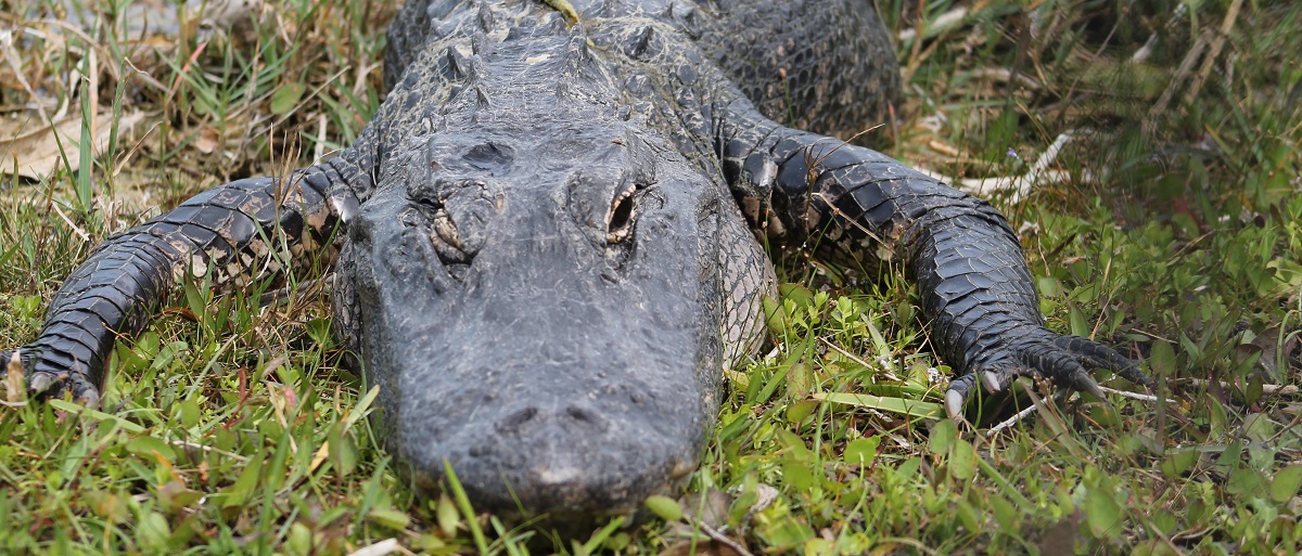 Alligator - Allapattah o Halpatter Jefferson Aleman