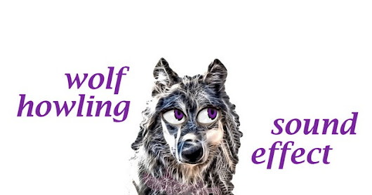 When A Wolf Howling - Sound Effect - Animation