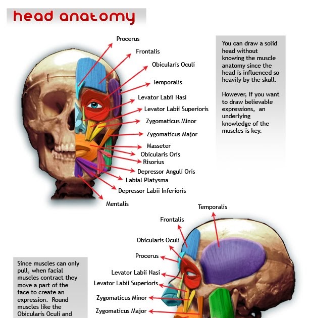 head anatomy sketch