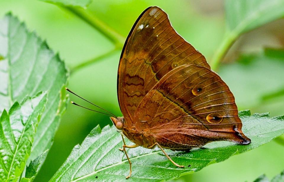 Butterflies of Singapore: Butterfly Photography at Our Local Parks ...