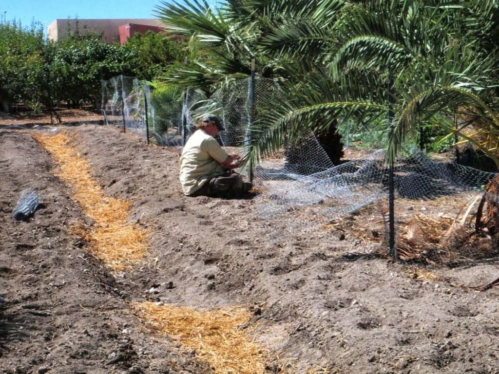 Xtremehorticulture of the Desert Rabbits Do Not Jump Over Fences